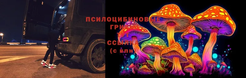 мега ONION  Чистополь  Галлюциногенные грибы Cubensis 